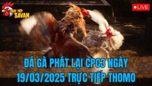 Đá Gà Phát Lại CPC3 Ngày 19/03/2025 Trực Tiếp Thomo Hôm Nay