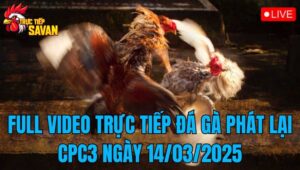 Full Video Trực Tiếp Đá Gà Phát Lại CPC3 Ngày 14/03/2025