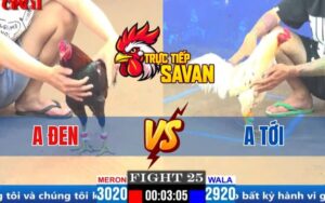 Trận 25 CPC1 Ngày 27/03/2025 – Gà Anh Tới Đâm Tới Tấp Gà Điều Xanh