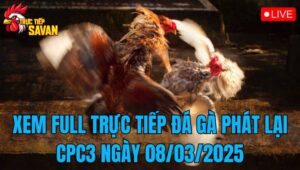 Xem Full Trực Tiếp Đá Gà Phát Lại CPC3 Ngày 08/03/2025