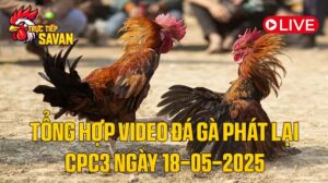 Tổng Hợp Video Đá Gà Phát Lại CPC3 Ngày 18-05-2025 của tructiepsavan