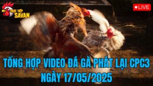 Tổng Hợp Video Đá Gà Phát Lại CPC3 Ngày 17/05/2025