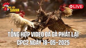 Tổng Hợp Video Phát Lại Đá Gà CPC2 Ngày 18-05-2025 của tructiepsavan